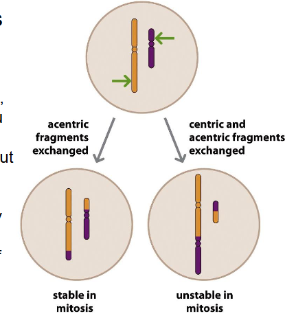 <p>Translocation is common in</p>