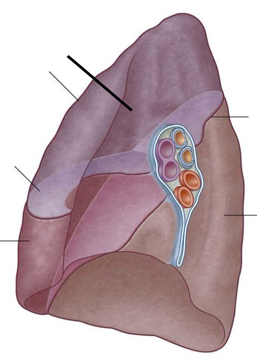 <p>Is this the right or left lung?</p>