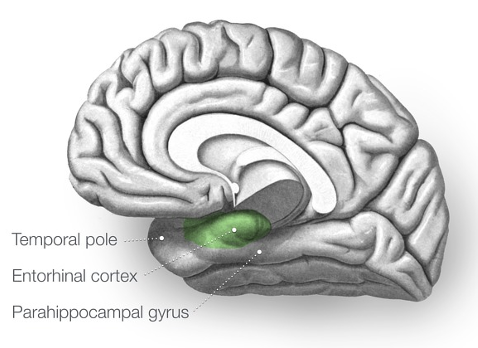 <p>entorhinal cortex</p>