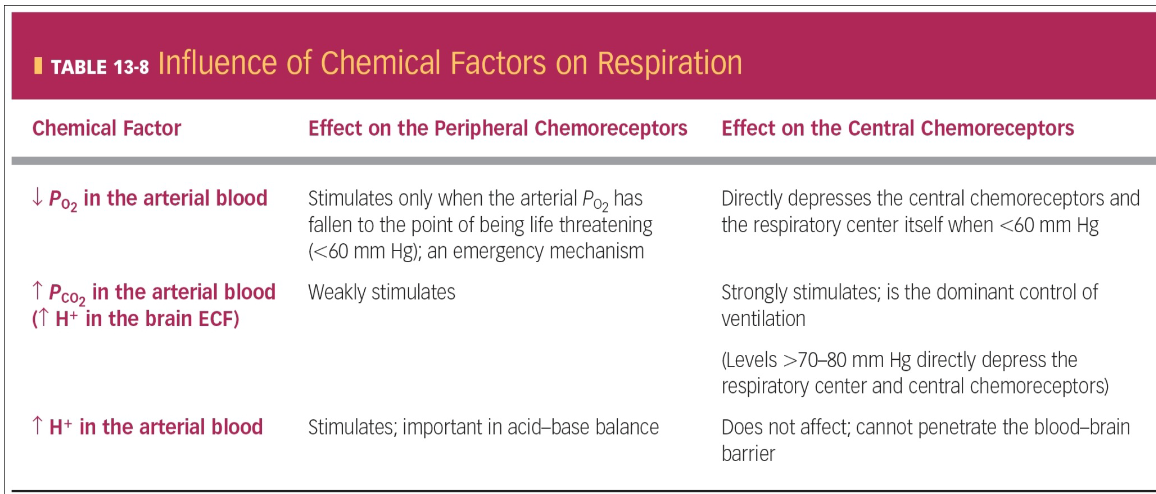 <ul><li><p>Decrease in P<sub>O2</sub> in Arterial Blood</p><ul><li><p>Low Oxygen in Arterial Blood is only important when getting below (&lt;) 60 mmHg (emergency mechanism)</p><ul><li><p>EX: Agonal gasp/breathing at this area</p></li></ul></li><li><p>Oxygen only has <strong>depressive effect on Central Nervous System (&lt; 60 mmHg)</strong></p><ul><li><p>stop respiration (Respiration stops when O2 levels below 60)</p><ul><li><p>happens at death</p></li></ul></li></ul></li></ul></li><li><p>Increase in P<sub>CO2</sub> in Arterial Blood (Increase in H+ in brain ECF)</p><ul><li><p><strong>CO<sub>2</sub> itself in arterial blood </strong>only has <strong>weak stimulation</strong></p></li><li><p><strong>CO<sub>2</sub> in Arterial blood converts to Hydrogen (H<sup>+</sup>) in brain</strong></p><ul><li><p>Hydrogen in brain <strong>dominate control of ventilation</strong></p><ul><li><p>When hyperventilating</p></li></ul></li></ul></li><li><p>Respiration stops b/c CO2 in brain is above 70-80 mmHg</p><ul><li><p>happens during death</p></li></ul></li></ul></li><li><p><strong>Increase [H+] in Arterial Blood</strong></p><ul><li><p>Important in <strong>Acid-Base Balance</strong></p></li></ul></li><li><p><strong><em>** In most cases, they’re influencing the Pre-Botzinger (Pacemaker) </em>**</strong></p></li><li><p><strong>Have Peripheral Receptors &amp; Central Receptors</strong></p><ul><li><p>Peripheral → aortic arch &amp; carotid body receptors (same ones as blood pressure)</p></li><li><p>Central → Associated w/ <strong>Pre-Botzinger Complex</strong></p></li></ul></li><li><p>EX: <strong>What’s Danger of Sleep Apnea?</strong></p><ul><li><p><strong>Hypertensive Crisis while Sleep</strong></p></li><li><p>Wake up w/ possible scleral haemorrhage, or possible aneurysm</p></li><li><p>Due to Blood Pressure &amp; Respiratory Centers (Peripheral) tied together</p></li></ul></li><li><p>Normal Walk-around drive for respiration:</p><ul><li><p>Hydrogen concentration in brain from CO2</p></li></ul></li></ul><p></p>