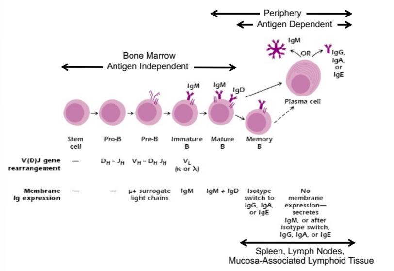 <ul><li><p>in bone marrow:</p><ul><li><p>antigen independent</p></li><li><p>from stem cell to proB to preB to immature B to mature B to memory B and plasma cells</p></li><li><p>antibodies are formed during this stage, mature cells expressing IgM and IgD</p></li></ul></li><li><p>in periphery:</p><ul><li><p>antigen dependent</p></li><li><p>expresses IgM or IgG, A, or E</p></li></ul></li></ul><p></p>
