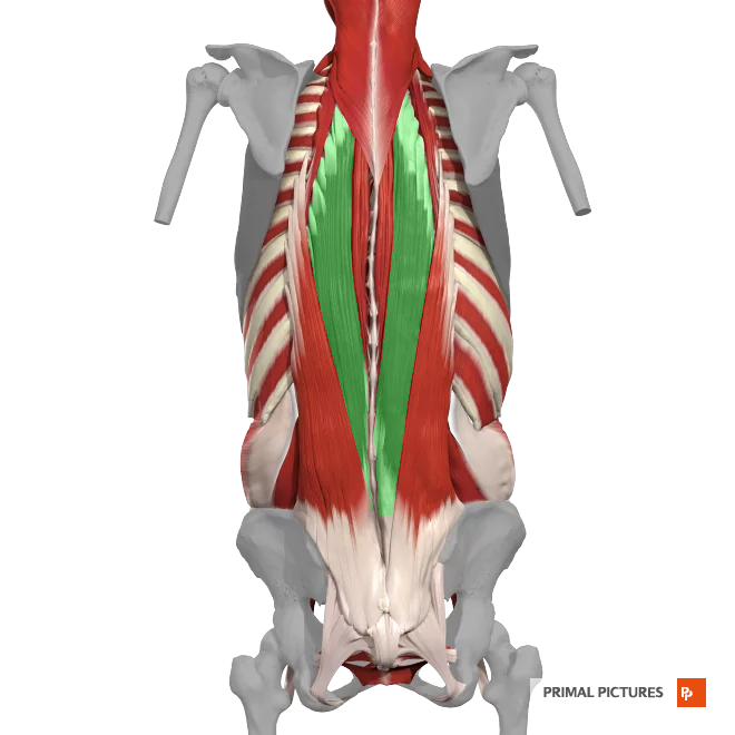 <p>Group of muscles longissimus, iliocostalis, and spinalis </p>