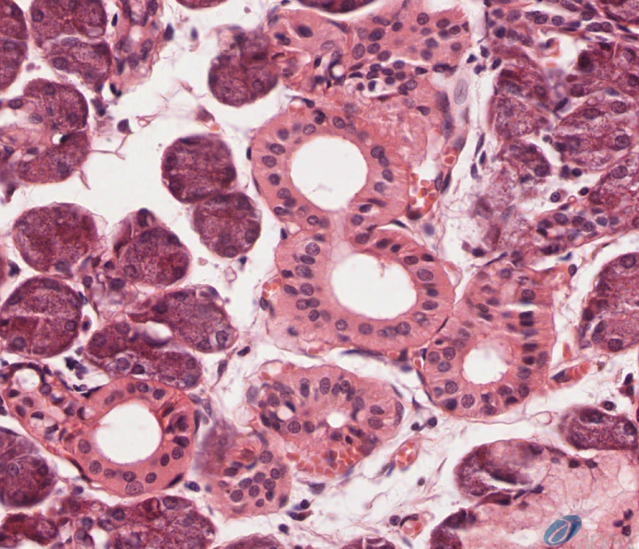 <p><span>Identify the structures where modification of salivary secretions takes place</span></p>
