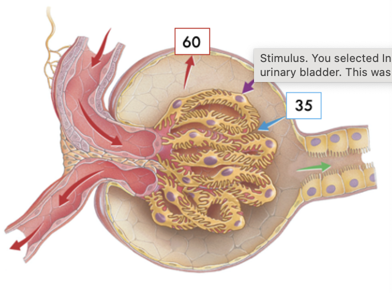 <p><span><span>Using the values in the image below, calculate net filtration pressure:</span></span></p>