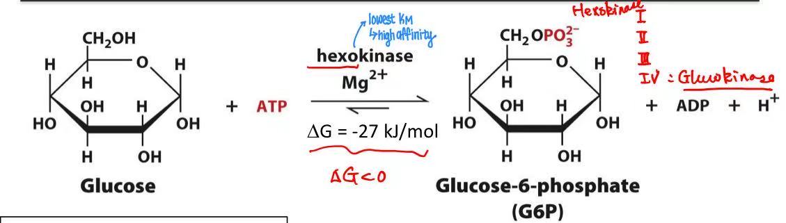 <p>glucose + <strong>ATP </strong>→ glucose-6-phosphate</p>