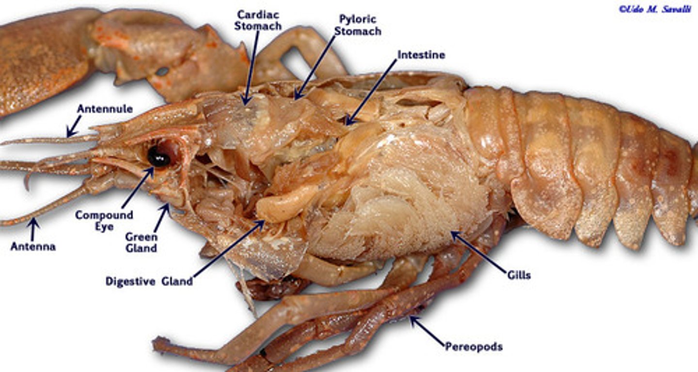 <p>chemical breakdown of food</p>