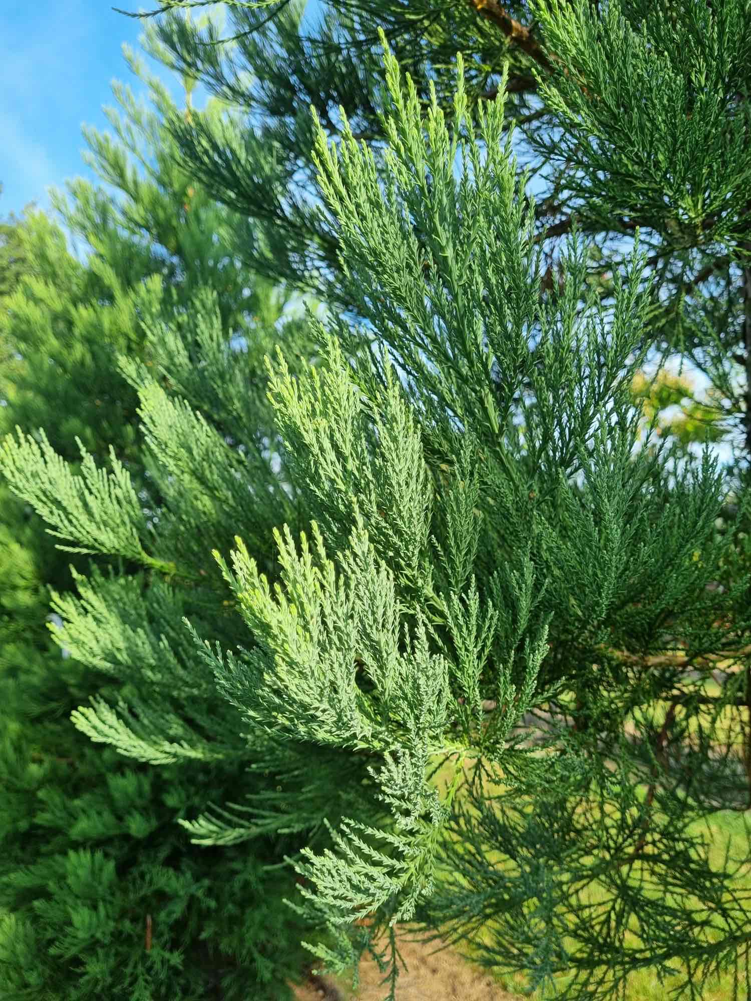 <p>Sequoiadendron giganteum</p>