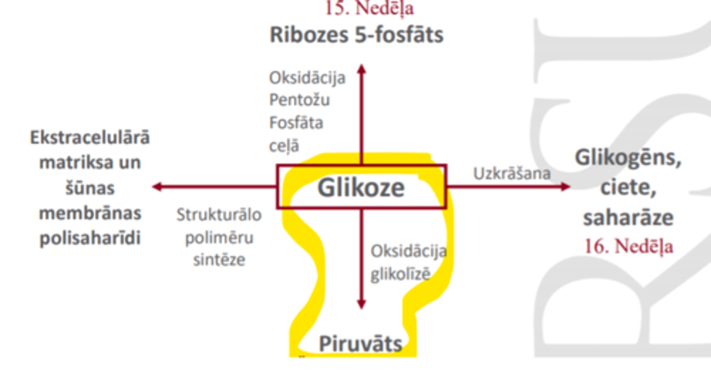 <p>1. glikoze ---> piruvāts (oksidācija glikolīzē)</p><p>2. glikoze ---> glikogēns, ciete, saharāze (uzkrāšana)</p><p>3. glikoze ---> ribozes 5-fosfāts (oksidācija pentožu fosfāta ceļā)</p><p>4. glikoze ---> ECM, šūnas membrānas polisaharīdi (strukturālo polimēru sintēze)</p>