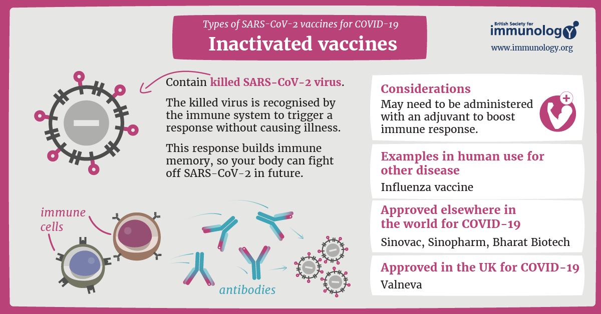 <p>Vaccines <strong><mark data-color="#a90881" style="background-color: #a90881; color: inherit">introduce antigens </mark></strong>OR <strong><mark data-color="#571387" style="background-color: #571387; color: inherit">genetic material coding for antigens</mark></strong>, into the body, which <strong><mark data-color="#b30c8e" style="background-color: #b30c8e; color: inherit">triggers an immune response without actually causing an illness</mark></strong><br><br>TYPES OF VACCINES:<br><strong><em><mark data-color="#5a0a6e" style="background-color: #5a0a6e; color: inherit">#1. Live Attenuated Vaccines: </mark></em></strong><br>Contains <strong>weakened versions</strong> of a pathogen<br><br><strong><em><mark data-color="#5e1389" style="background-color: #5e1389; color: inherit">#2. Inactivated Vaccines: </mark></em></strong><br>Contains <strong>killed pathogens or only the antigens of killed pathogens; </strong><br><br>Vaccines stimulate the <strong>PRIMARY IMMUNE RESPONSE</strong>, leading to the formation of <strong>memory B-cells</strong>, which provide long-term immunity. This helps make sure that the SECONDARY IMMUNE RESPONSE is much faster and stronger.</p>