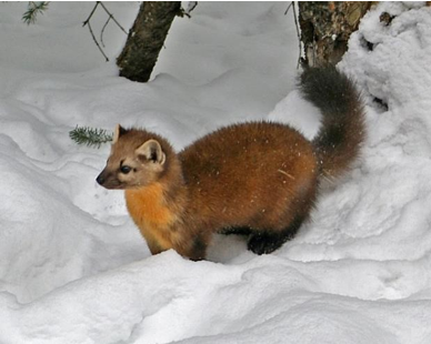 <p><span style="font-family: &quot;Times New Roman&quot;, serif;"><span>American marten</span></span></p>