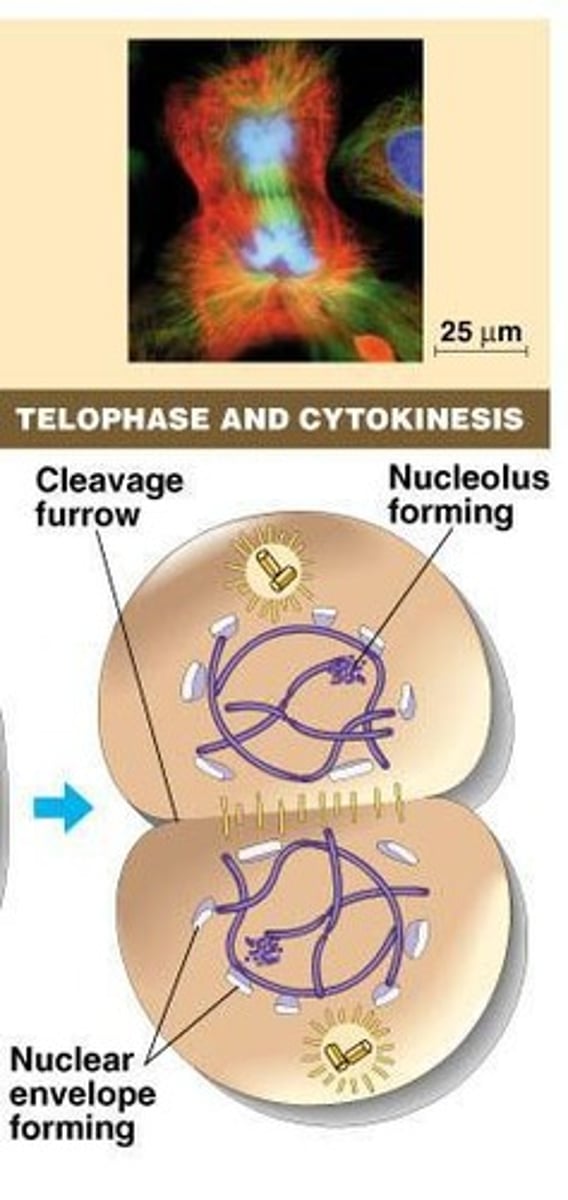 <p>The nuclear membrane forms around chromosomes, and chromosomes de-condense back into chromatin.</p>