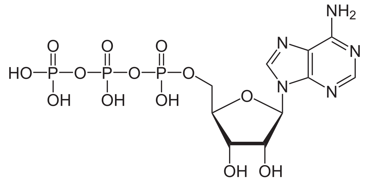 <p>Adenosine triphosphate; the main energy source for cells</p>