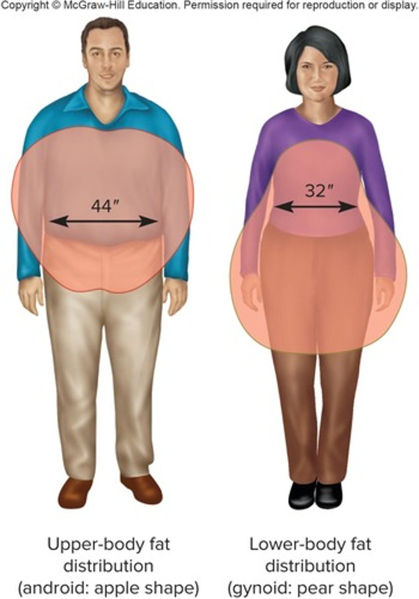 <p>Excessive fat in the abdomen is common in men and is a significant risk factor for obesity-related disorders.</p>