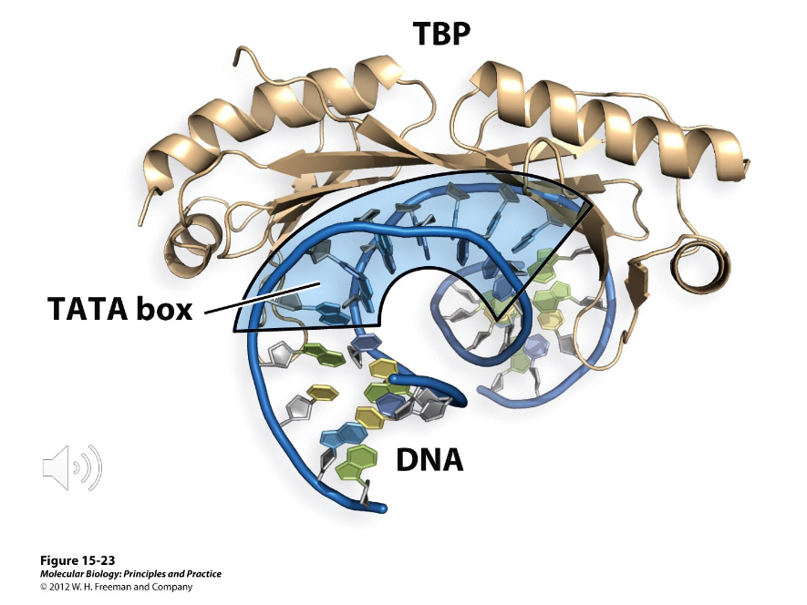 <p>A protein required by each polymerase in eukaryotes as part of their machinery. It binds to a sequence called the TATA box, but it is only present 25% of the time. It is highly conserved.</p><p>It works by contacting the minor groove of the DNA and distorting/bending the double helix.</p>