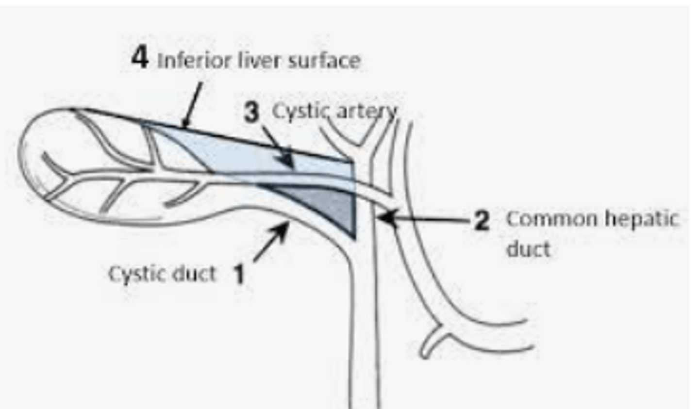 <p>Common Hepatic Duct</p><p>Cystic Duct</p><p>Inferior Edge of Liver;</p><p>Cystic Artery </p>