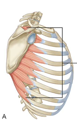 <p>Serratus Anterior Insertion</p>