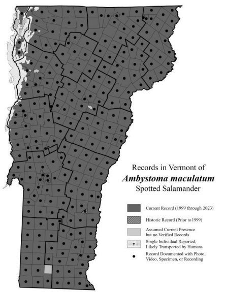 <p>Summer and overwinter in upland hardwood and mixed forests, breed in vernal pools (S5)</p>