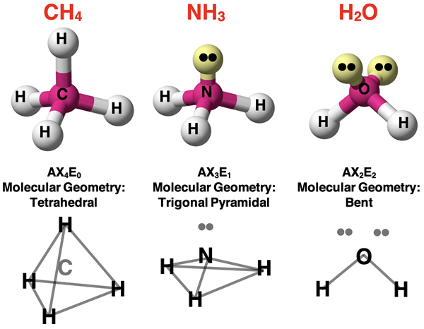 <p>3 sigma bonds and 1 unshared pair&nbsp;</p><p>-smaller because unshared electron pairs exert more repulsion than shared pairs&nbsp;</p><p></p>
