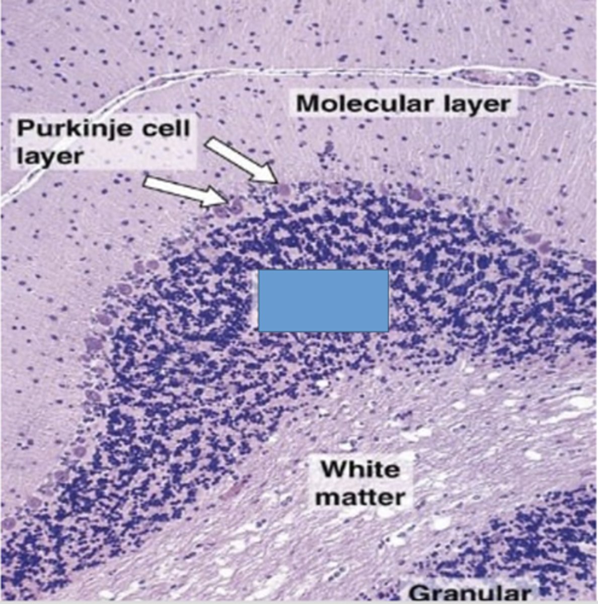 <p>Identify the layer of the cerebellum</p>