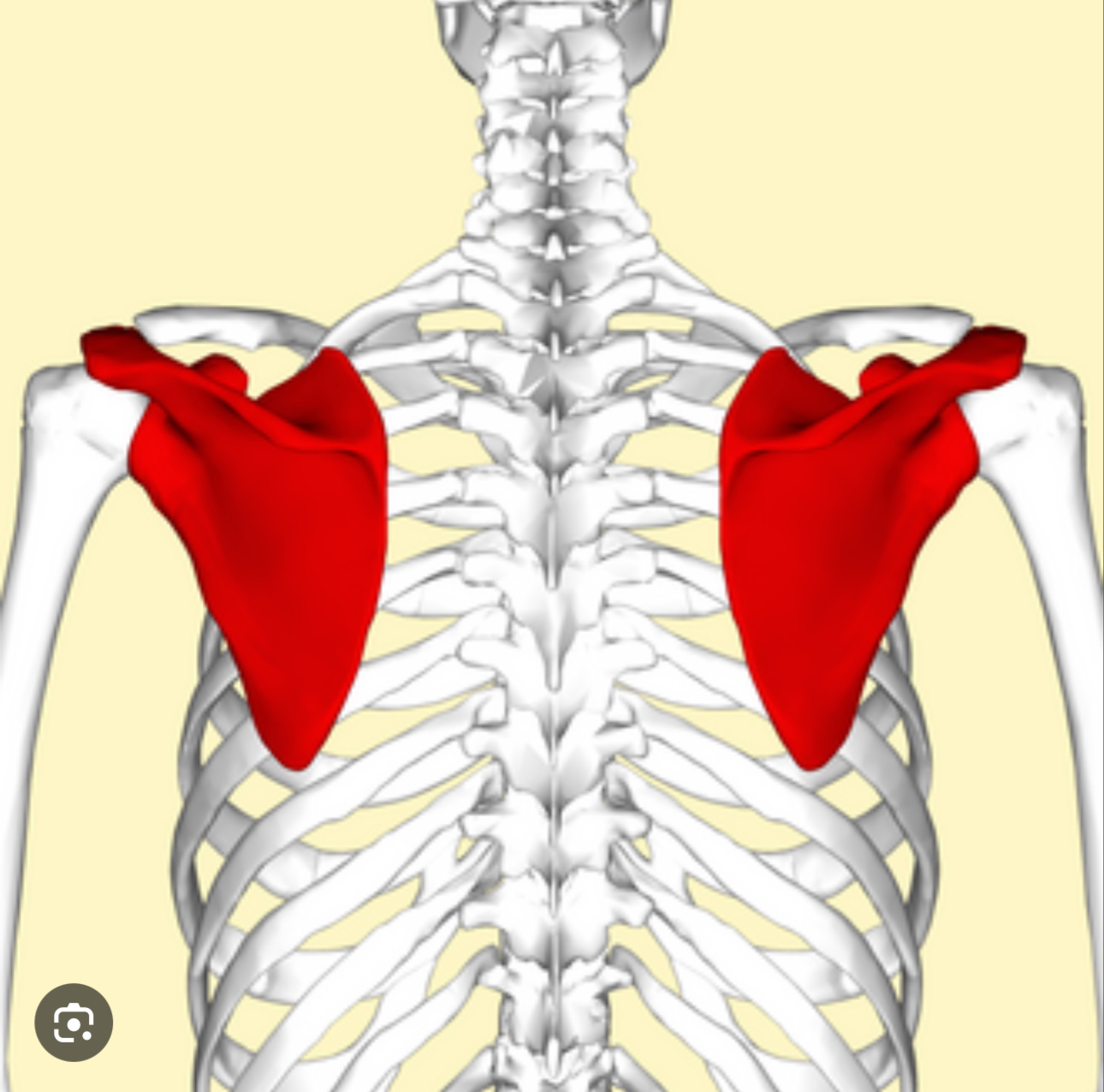 <p>Flat triangular bone on the upper back that connects upper limb to trunk</p><p></p><p></p><p></p>