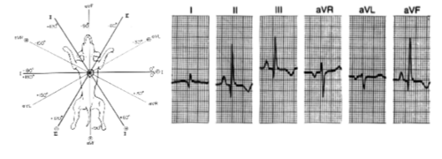 <p>What is the Mean Electrical Axis of this dog? Is it normal or abnormal? What if this was a cat?</p>