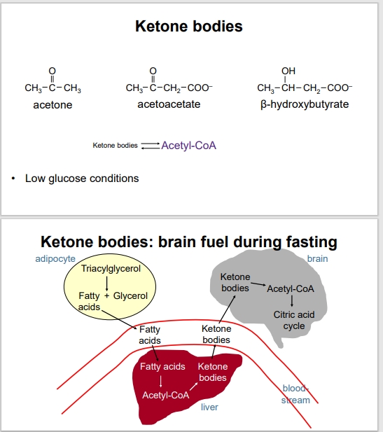 <ul><li><p>Ketone bodies are water-soluble molecules produced by the liver from fatty acids during periods of low carbohydrate intake or fasting. </p><ul><li><p>Examples of ketone bodies include acetoacetate, beta-hydroxybutyrate and acetone</p></li></ul></li><li><p>They serve as an alternative energy source for tissues, especially the brain, when glucose levels are low. </p></li><li><p>The liver synthesizes ketone bodies from fatty acids. </p><ul><li><p>The liver is the primary site of ketone body synthesis</p></li></ul></li><li><p>These ketone bodies are released into the bloodstream and serve as an alternate source of energy, especially for the brain in terms of fasting when glucose is scarce</p></li></ul><p></p><p></p>