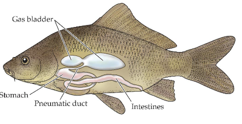 <p>Retains pneumatic duct as adult.<br>Adds high vascularity for gas exchange (A simple lung)</p>