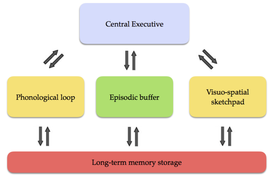 <table style="min-width: 25px;"><colgroup><col style="min-width: 25px;"></colgroup><tbody><tr><td colspan="1" rowspan="1" style="border-width: 1pt; border-style: solid; border-color: rgb(0, 0, 0); vertical-align: top; padding: 5pt; overflow: hidden; overflow-wrap: break-word;"><p><span style="background-color: transparent; font-family: "Times New Roman", serif;"><span>Suggests that STM is not a single store, but rather consists of a number of different stores.</span></span></p><ul><li><p><span style="background-color: transparent; font-family: "Times New Roman", serif;"><u><span>Central executive</span></u><span>: an attention control system that monitors and coordinates the operations of the sub-systems (including attention control)</span></span></p></li><li><p><span style="background-color: transparent; font-family: "Times New Roman", serif;"><u><span>Phonological loop</span></u><span>: auditory component of STM</span></span></p><ul><li><p><span style="background-color: transparent; font-family: "Times New Roman", serif;"><u><span>Articulatory control system</span></u><span>: inner voice</span></span></p></li><li><p><span style="background-color: transparent; font-family: "Times New Roman", serif;"><u><span>Phonological store</span></u><span>: inner ear, which needs to be rehearsed by the articulatory control system</span></span></p></li></ul></li><li><p><span style="background-color: transparent; font-family: "Times New Roman", serif;"><u><span>Visuospatial sketchpad</span></u><span>: visual component of STM</span></span></p></li><li><p><span style="background-color: transparent; font-family: "Times New Roman", serif;"><u><span>Episodic buffer</span></u><span>: temporarily holds several sources of information active at the same time as a display (responsible for conscious awareness)</span></span></p></li></ul></td></tr></tbody></table><p></p>