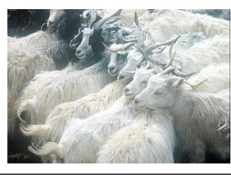 <p>GOAT BREEDS: what is the breed, origin, color, ears, horns, traits?</p>