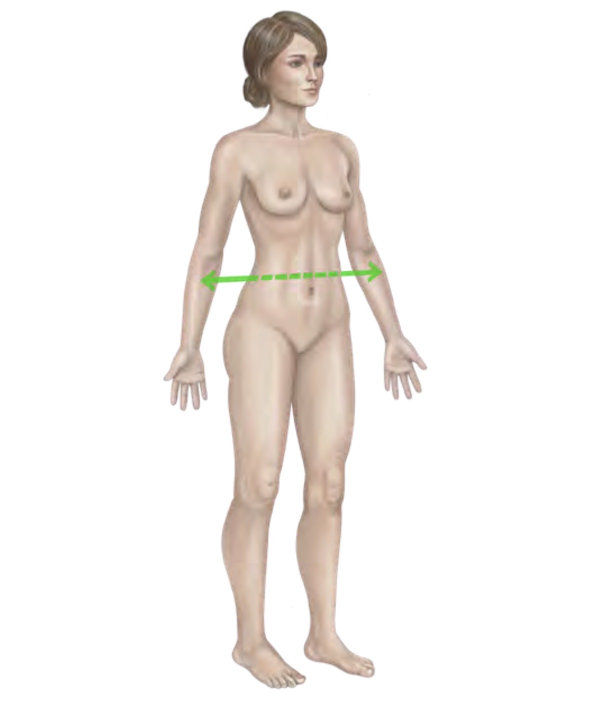 <p>Frontal Axis</p>