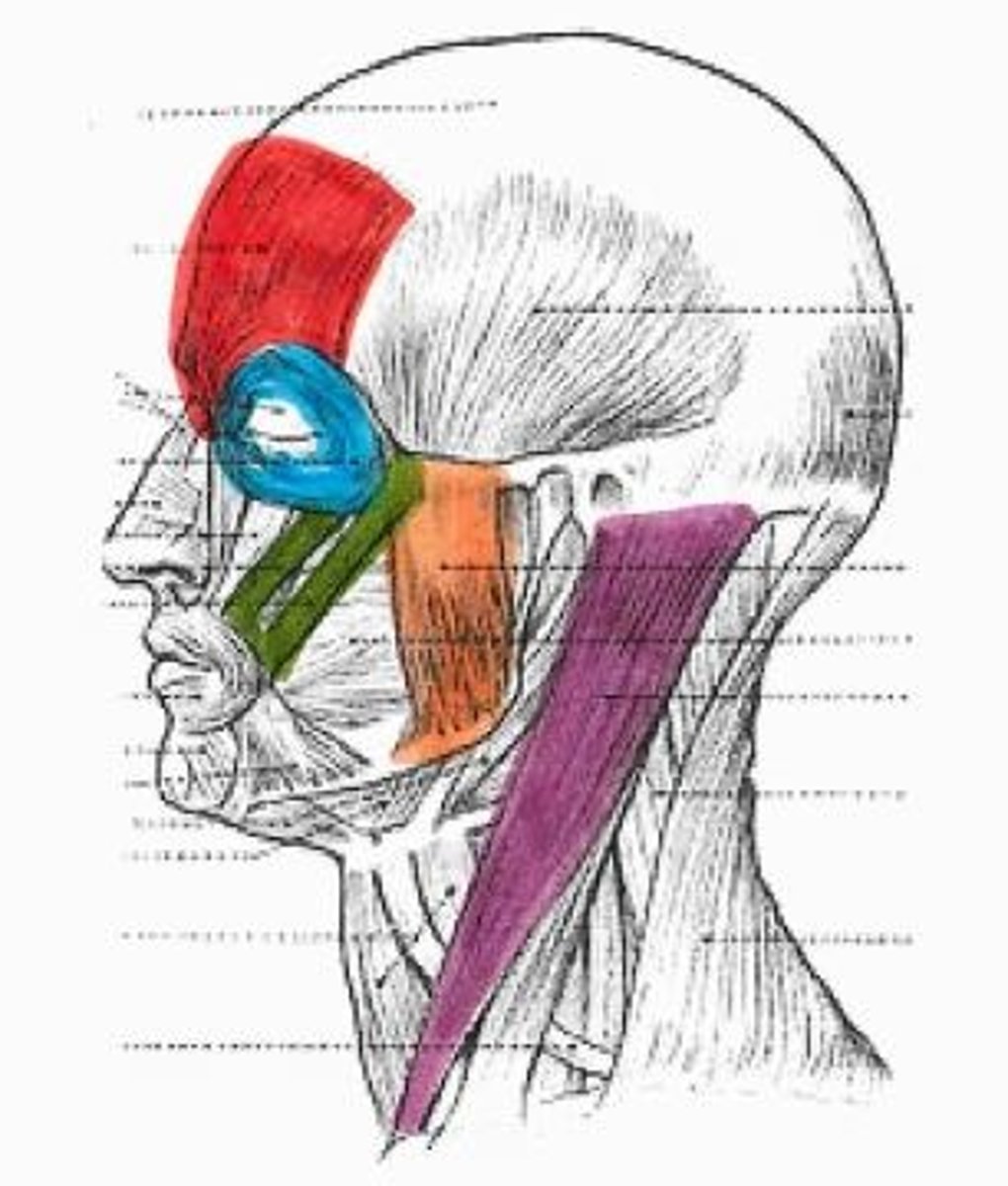 <p>pink muscle</p>