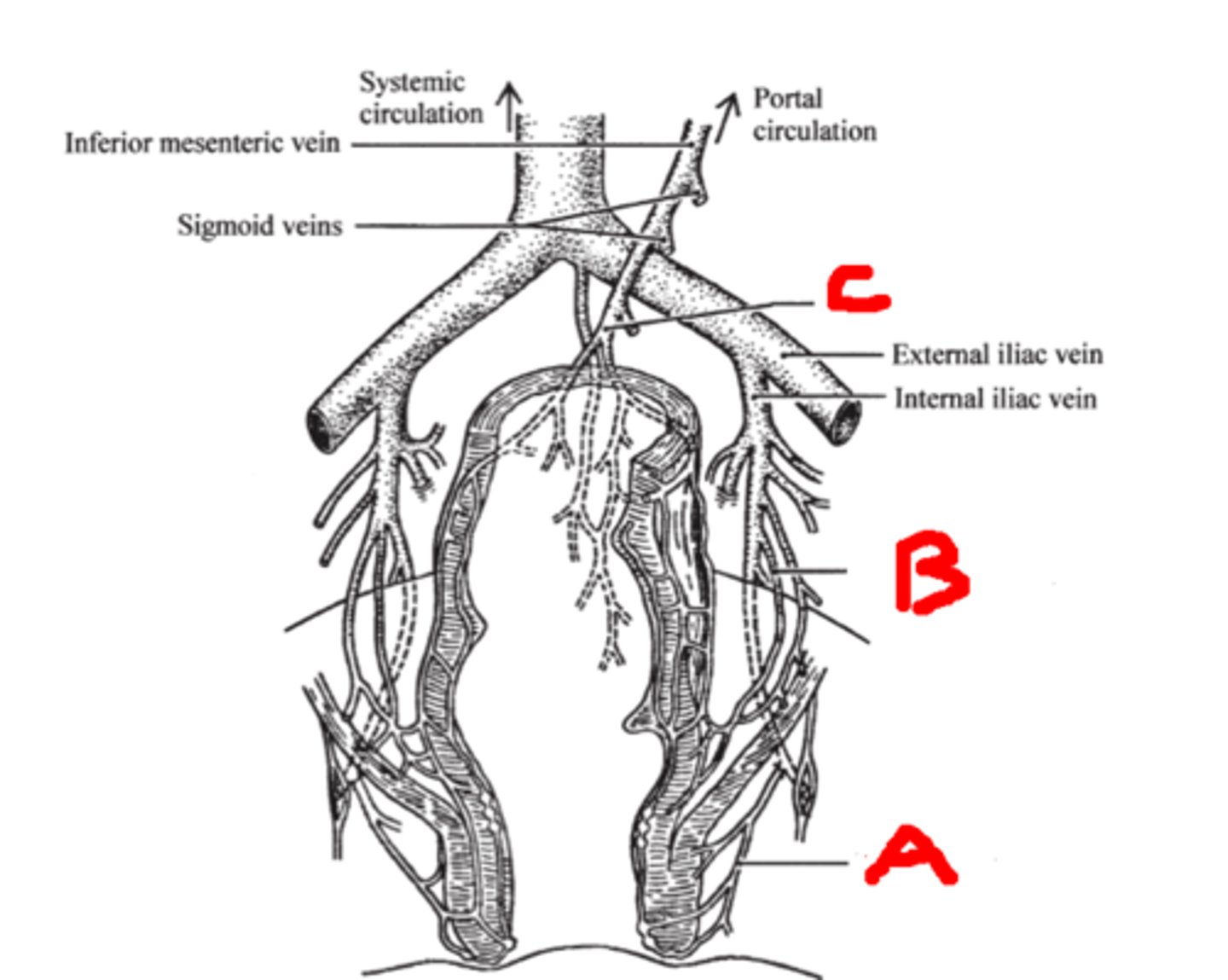 <p>Past the anal sphincter</p>