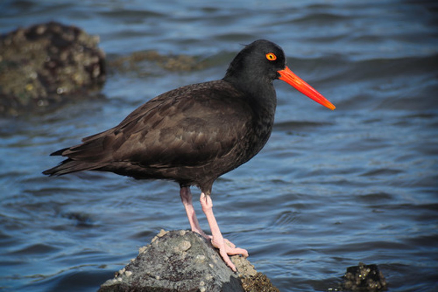 <p>Identification</p><p>- Striking black shorebird with bright orange bill, pinkish legs, and yellow eyes with red eye-rings.</p><p>- Seen often in pairs (during breeding season- spring and summer) and commonly in flocks outside breeding season.</p><p>Behaviour / Adaptation</p><p>- Uses strong bill to hammer and chisel and break a shell open or goes for the surgical precision approach to pry open shellfish like mussels.</p><p>- Loud, high-pitched call—often heard before the bird is seen.</p><p>- Nests in simple scrapes on bare rock, often on outer coasts.</p>