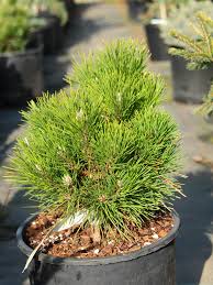 <p><span>Pinus thunbergiana / Japanese Black Pine</span></p>