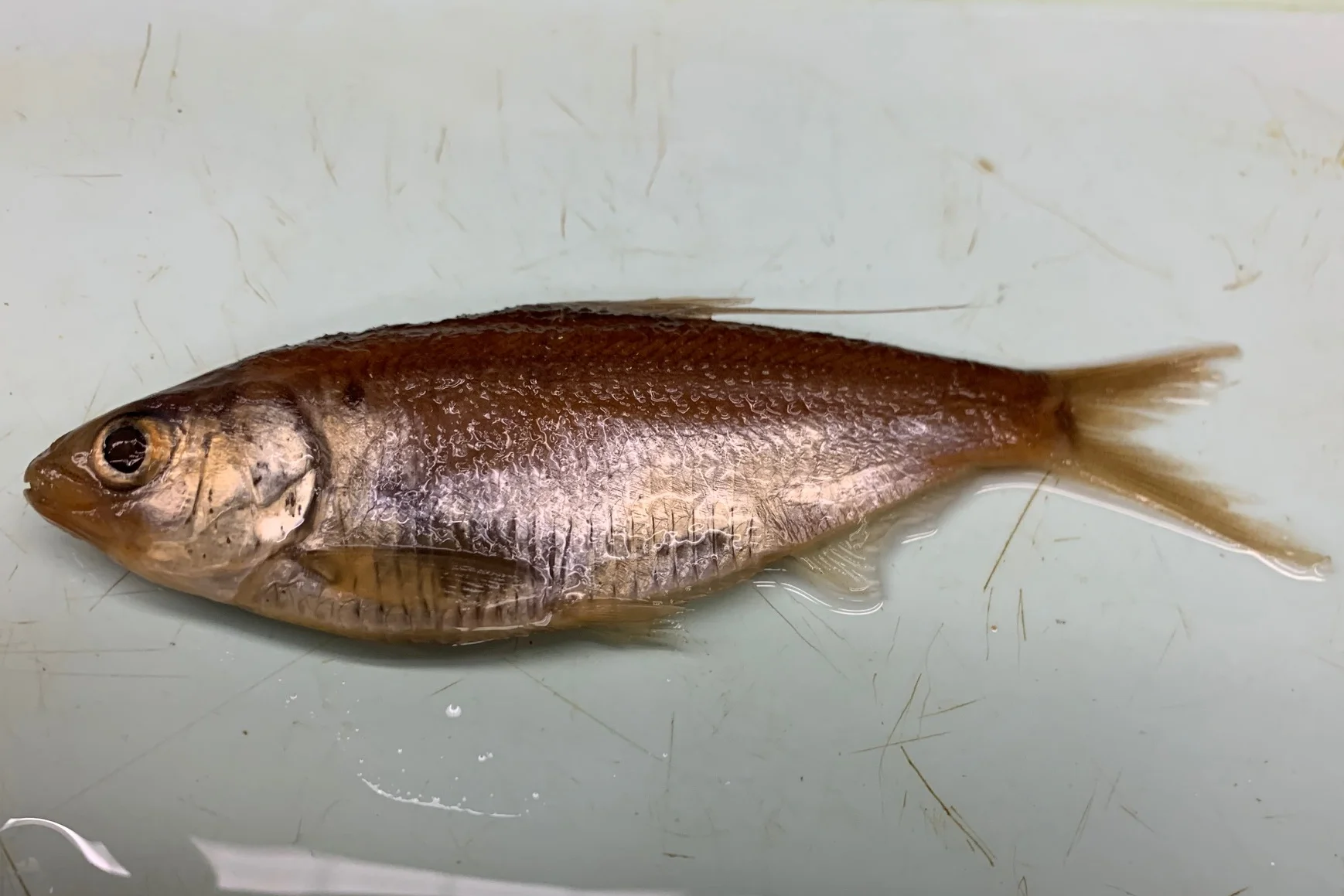 <p>What fish is this?</p>