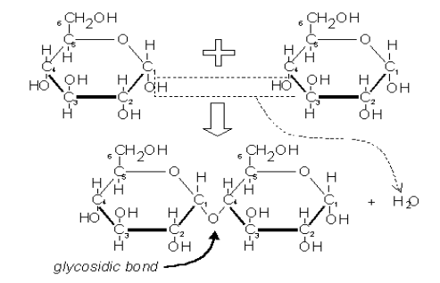 <ul><li><p><span>Sugars containing two (disaccharides) simple sugars&nbsp;</span></p></li><li><p><span>Linked together by a <strong>1-4 glycosidic linkage: </strong>A covalent bond between 2 monosaccharides by a condensation reaction (dehydration synthesis)&nbsp;</span></p><ul><li><p><span>The hydroxyl group of carbon 1 of the glucose molecule links with the hydroxyl group of carbon 4 of the adjacent molecule:</span></p></li></ul></li></ul><p></p>