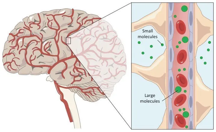 <ul><li><p><span style="font-family: &quot;Times New Roman&quot;, serif">keeps cerebrospinal fluid &amp; brain extracellular fluid separate from blood, protecting brain from certain substances in blood</span></p></li><li><p><span style="font-family: &quot;Times New Roman&quot;, serif">prevents substances (large, polar molecules) in blood from gaining access to cells of brain</span></p></li><li><p><span style="font-family: &quot;Times New Roman&quot;, serif">allow water, oxygen, carbon dioxide, and non-polar lipid-based compounds to pass</span></p></li><li><p><span style="font-family: &quot;Times New Roman&quot;, serif">allow glucose, amino acids, and ions to pass if there are protein channels or carriers</span></p></li></ul><p></p>