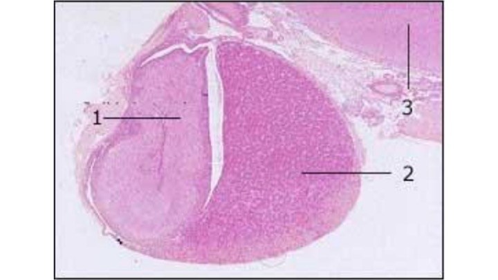 <p>The structure indicated by 1 is the…</p>
