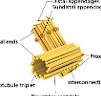 <p>What organelle is this and where is it found?</p>