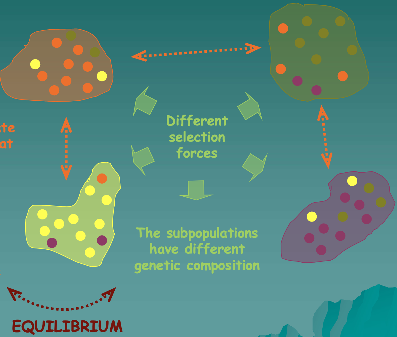 When a habitat is heterogeneous with different patches and individuals living in several patches. The individuals migrate among habitat patches, decreasing genetic differences