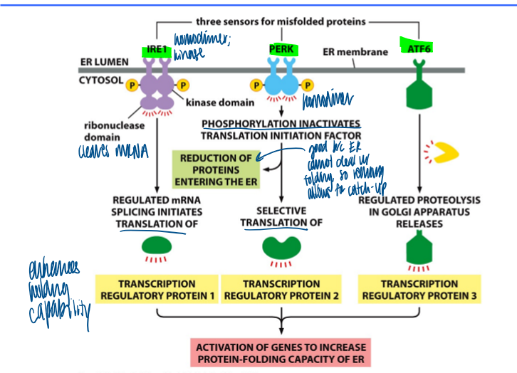 <p>first line of defense against er stress </p><ol><li><p>IRE1: first sensor (homodimer, kinase) </p></li></ol><ul><li><p>ribonuclease domain cleaves mRNA and iniates translation of transcription reg protein 1 </p></li></ul><ol start="2"><li><p>PERK </p></li></ol><ul><li><p>phosphorylation inactivates translation initiation factor → reduction of proteins entering the er </p></li><li><p>selective translation of transcription reg porotein 2 </p></li></ul><ol start="3"><li><p>ATF6 </p></li></ol><ul><li><p>regulated proteolysis in golgy releases transcription reg protein 3 </p></li></ul><p>results in activation of genes to increase protein-folding cap of er </p><p></p>