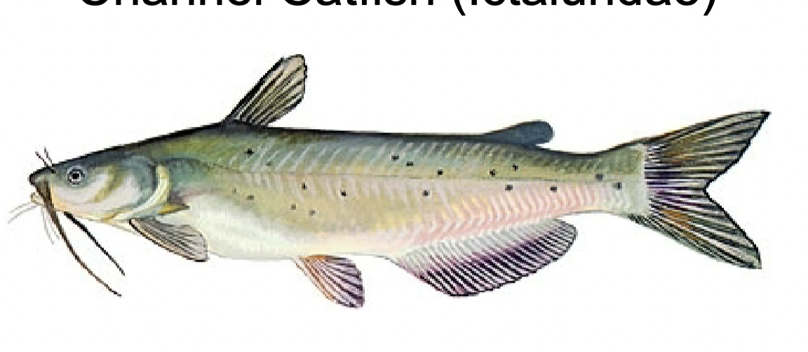 <p>ictaluridae</p>