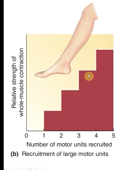 <p>more powerful contractions can happen, but there is going to be much less preciseness. </p>