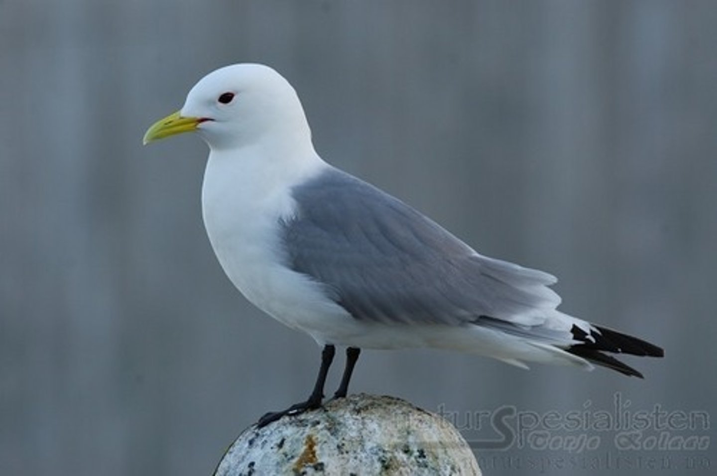<p>seagull</p>