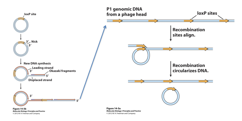 <p>The cre/lox system allows resolution of_______concatemers generated by____________into unit length circular phase genomes</p><p>P1 phage enter the cell as long linear concatemers, each flanked by a <em>_____</em>site, which exists as direct repeats relative to one another. Recombination between these <em>loxP</em> sites is carried out by the phage-encoded________, generating individual circular P1 plasmids. P1 can persist as a lysogen in plasmid form until the conditions are right for lytic growth at which point the plasmid is amplified by rolling circle replication.</p>