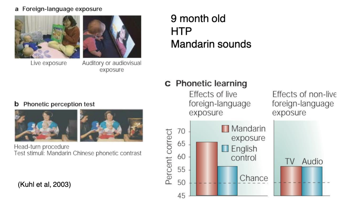 <p><span data-name="baby" data-type="emoji">👶</span> Participants: </p><ul><li><p class="">9-month-old infants</p></li><li><p class="">Learning <strong>Mandarin Chinese</strong> phonetic sounds</p></li></ul><p></p><p> <span data-name="test_tube" data-type="emoji">🧪</span> Experimental Setup: </p><p class=""><strong>a) Exposure Phase</strong><br>Two conditions:</p><ul><li><p class=""><strong>Live exposure</strong>: Native Mandarin speaker interacts in person with infant.</p></li><li><p class=""><strong>Audiovisual/TV exposure</strong>: Infants watch or hear the same material without a live speaker.</p></li></ul><p class=""><strong>b) Testing Phase</strong></p><ul><li><p class=""><strong>Head-turn paradigm (HTP)</strong> used to measure <strong>phonetic discrimination</strong> (e.g., distinguishing Mandarin sounds).</p></li></ul><p></p><p><span data-name="bar_chart" data-type="emoji">📊</span> Results (c): </p><ul><li><p class=""><strong>Live Mandarin exposure group</strong> showed <strong>significantly higher</strong> phonetic learning (above chance level).</p></li><li><p class=""><strong>TV and Audio exposure groups</strong> performed at <strong>chance level</strong>—<strong>no learning</strong> occurred.</p></li></ul><p></p><p><span data-name="mag" data-type="emoji">🔍</span> Interpretation: </p><ul><li><p class=""><strong>Social interaction is essential</strong> for language learning in infancy.</p></li><li><p class="">Passive exposure (even with the same content) is <strong>not sufficient</strong>.</p></li><li><p class="">Supports the idea that <strong>language learning is socially gated</strong>—humans need real social engagement to tune their phonetic system.</p></li></ul><p class=""></p>