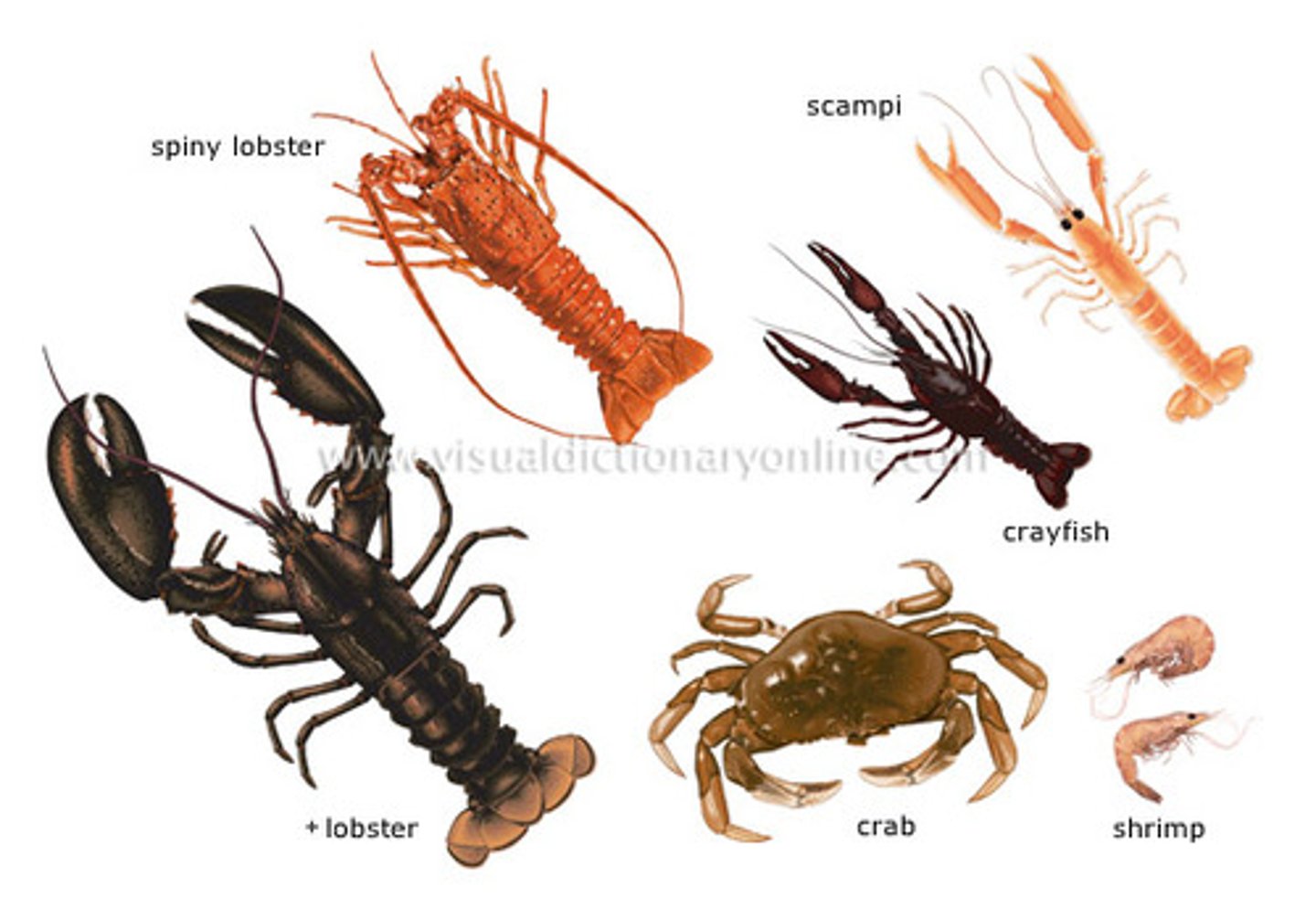 <p>A class of Arthropods that have two pair of antennae and breathe using gills; which are inside the exoskeleton. Can range in size: a sessile barnacle to a large lobster or crab</p>