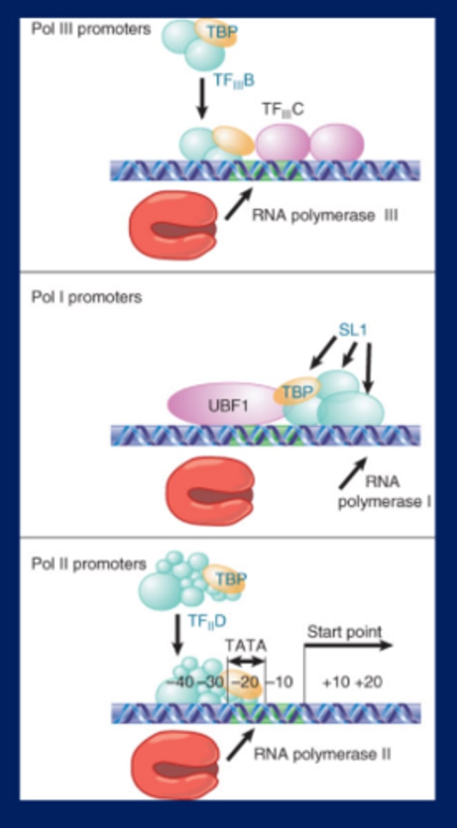 <p>-TBP is a component of the positioning factor (positions RNA polymerase on the TATA box or Inr) that is required for each type of RNA polymerase to bind its promoter</p><p>-The factor for RNA polymerase II is TFIID, which consists of TBP and ~11 TAFs, with a total mass ~800 kD</p><p>-RNA polymerases are positioned at all promoters by a factor that contains TBP</p>