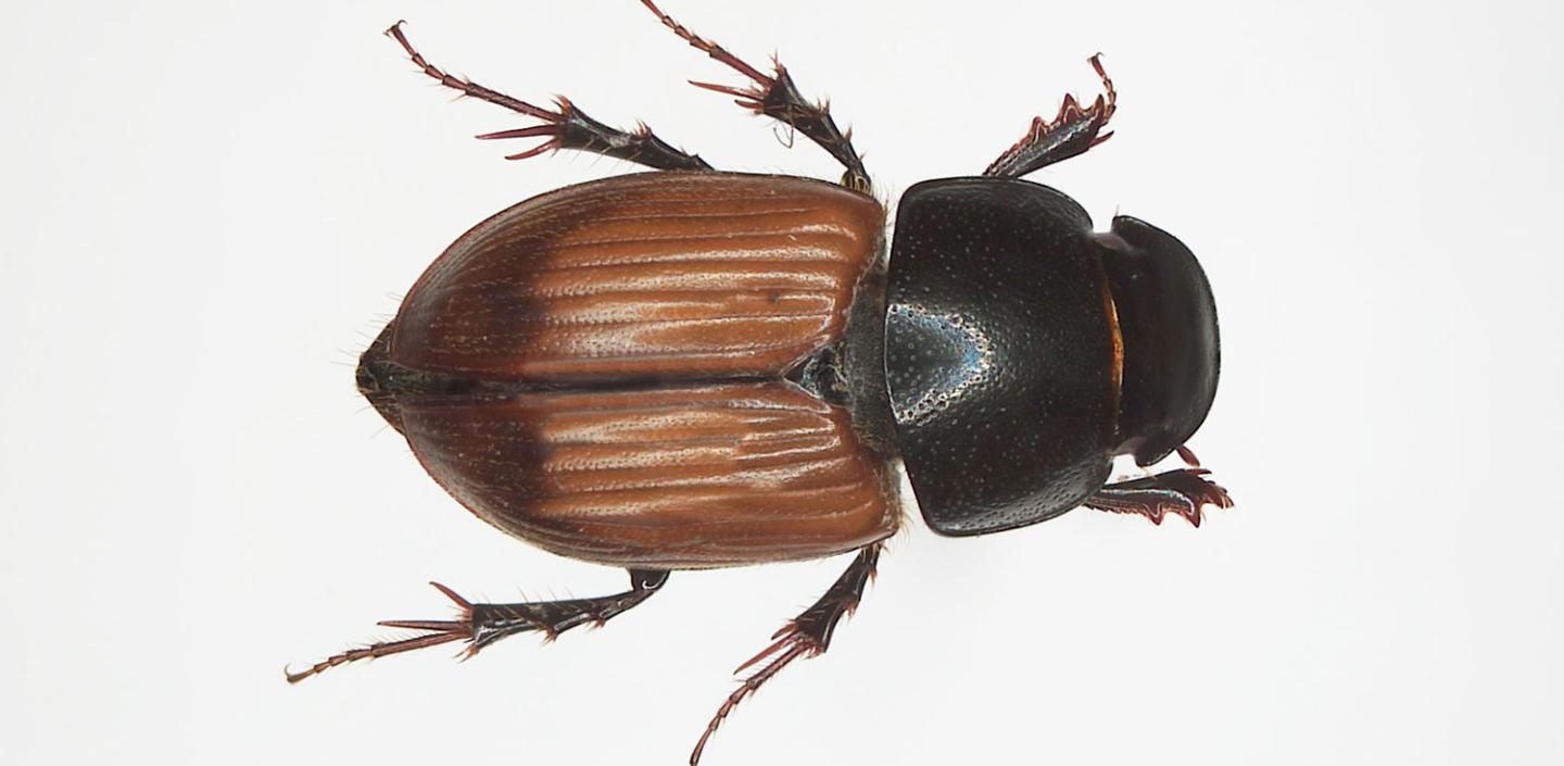 <p>Order Coleoptera: Beetles</p>