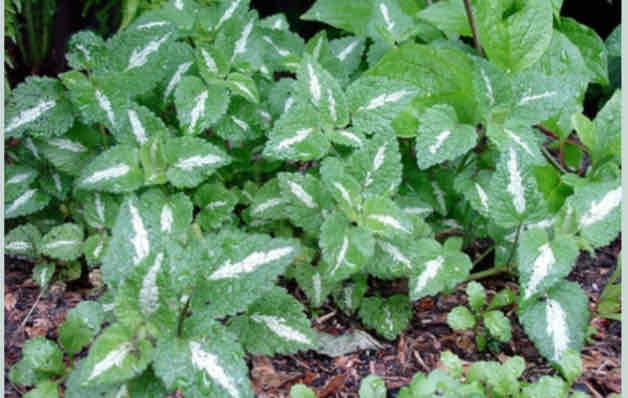 <p><span>Lamium maculatum</span></p><p><span>Spotted Dead Nettle</span></p>